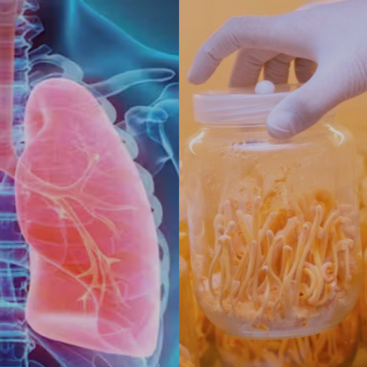 How Cordyceps Affects Respiratory Health