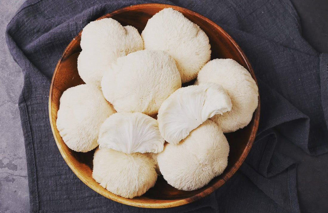 Exploring Lion’s Mane Mushroom’s Potential in Alzheimer’s Prevention