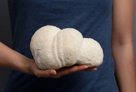 The Connection Between Lion’s Mane and Gut Health: What Science Says