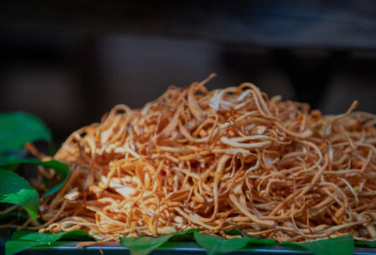 Cordyceps in Modern Medicine: What Research Shows (And Why Vitality Might Be Your New Favorite Supplement)