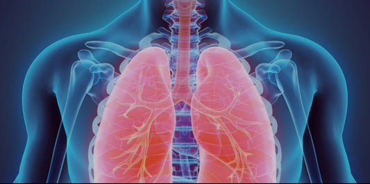 How Lion's Mane Can Help with Respiratory Health