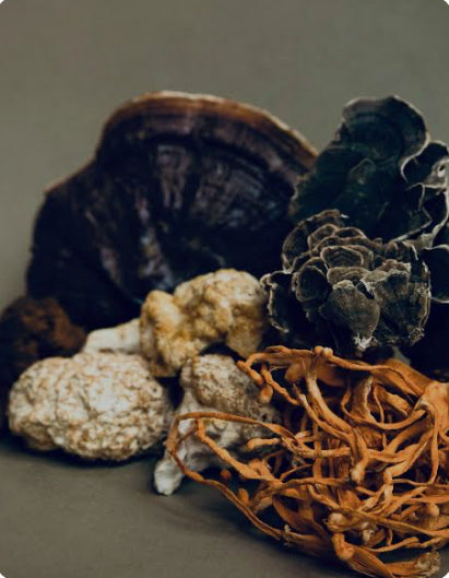 The Future of Functional Mushrooms in Health and Wellness