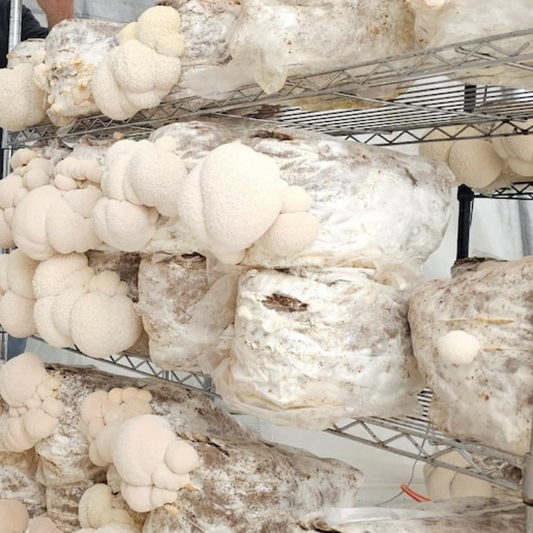 How Lion's Mane Mushroom is Cultivated: A Comprehensive Guide