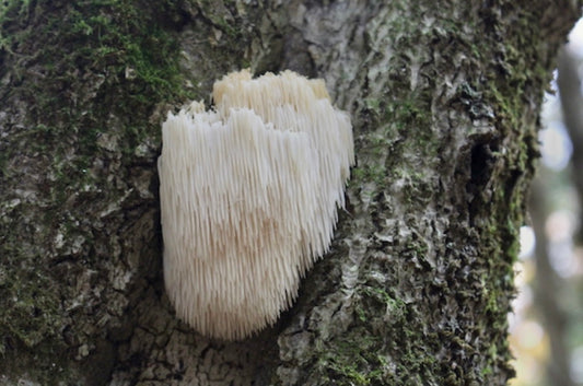 From Forest to Body: Exploring the Immune-Boosting Properties of Lion's Mane Mushrooms