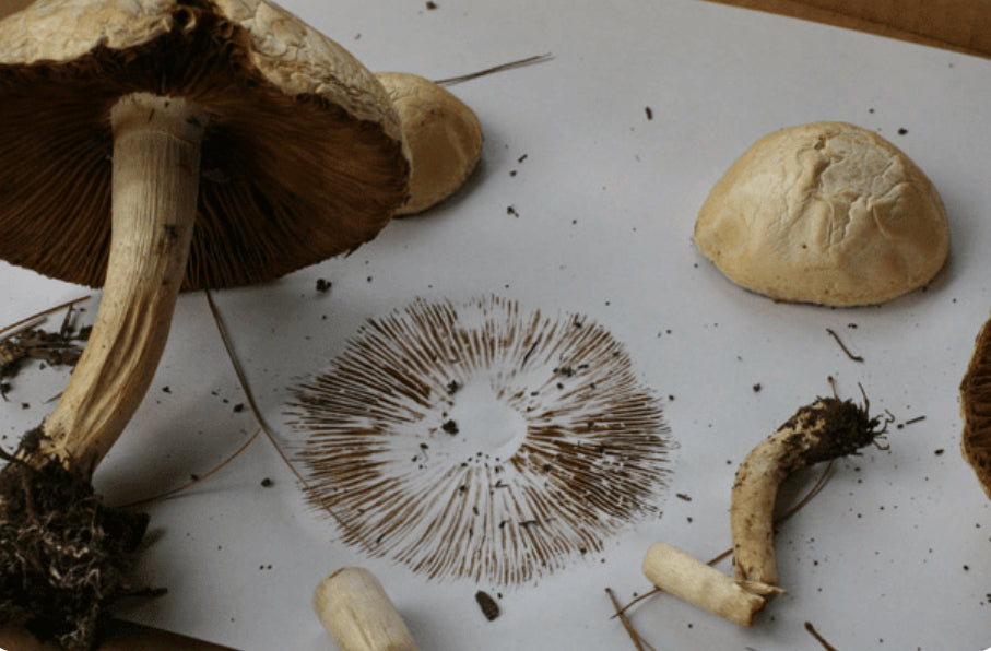 The Lifecycle of Functional Mushrooms: From Spore to Synthesis