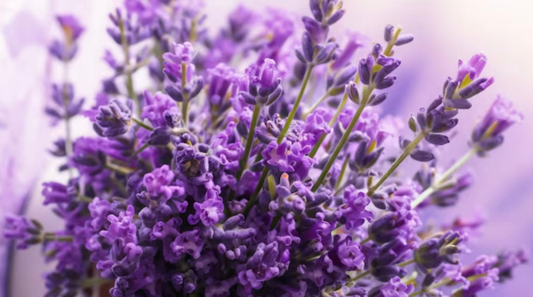 The Connection Between Lavender and Hormonal Balance