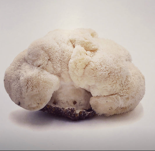 How Lion’s Mane Can Support Mental Health